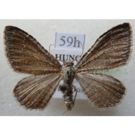 Cataclysme riguata (Hübner, 1813) Obmytek falisty Czech59h